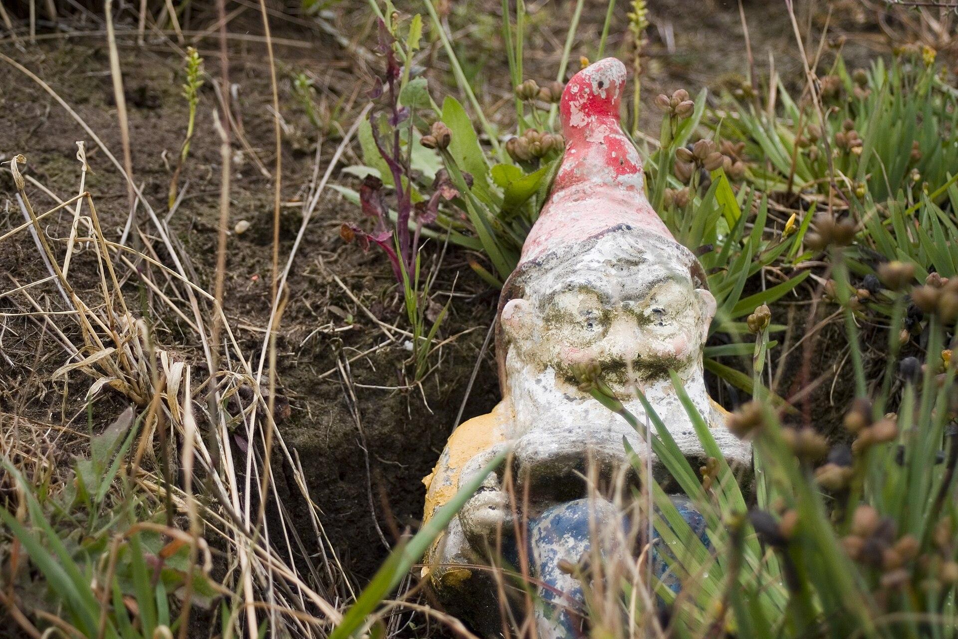 A weathered garden gnome with a red hat sitting among tall plants