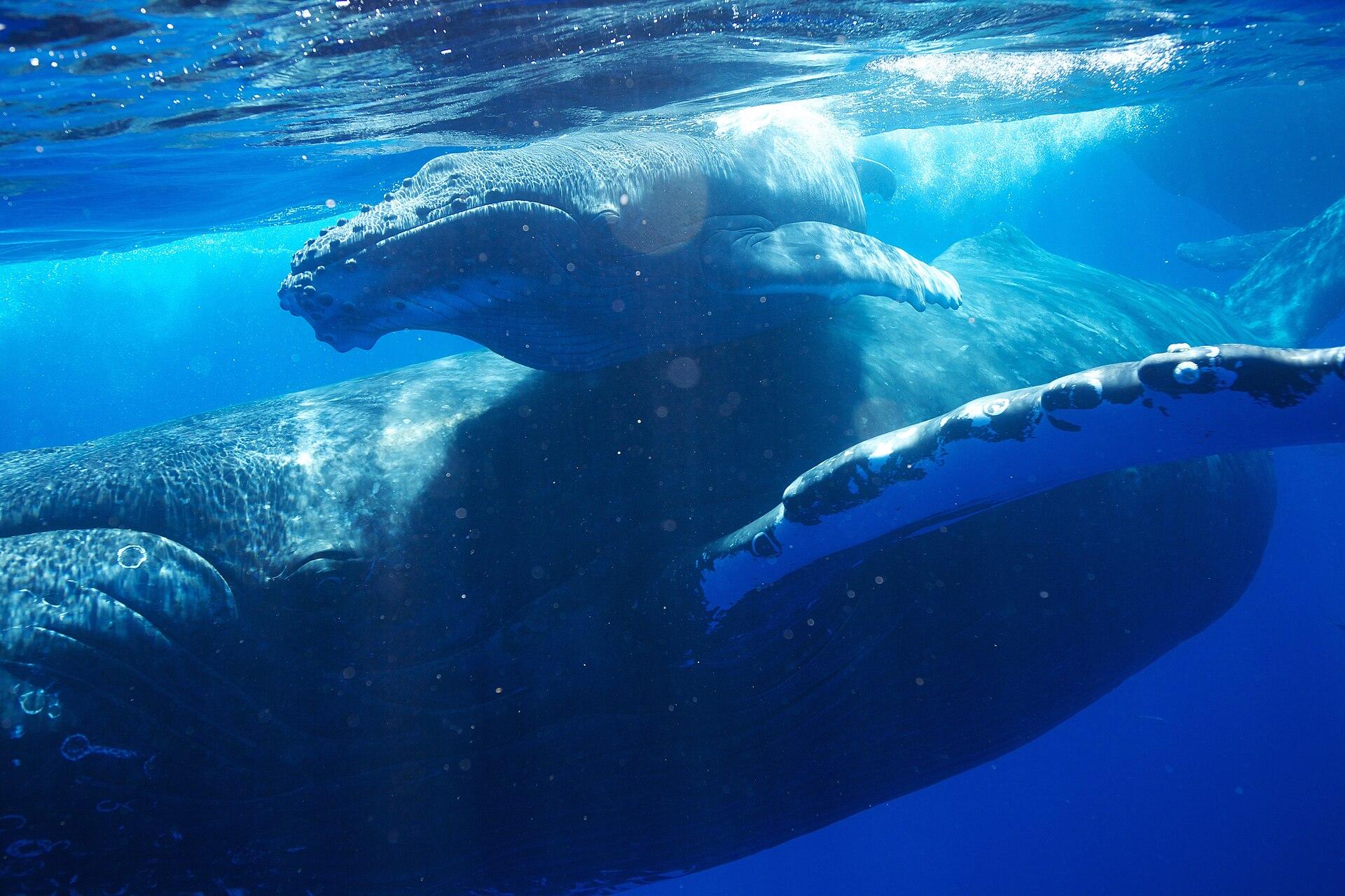 A humpback whale calf resting close against its mother beneath the ocean surface